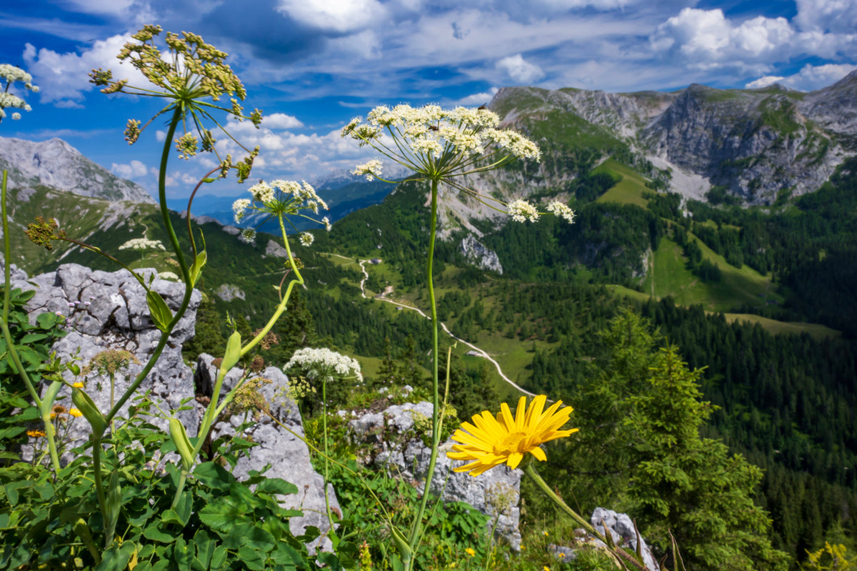 Jennerbahn, Bavarian Alps, Germany