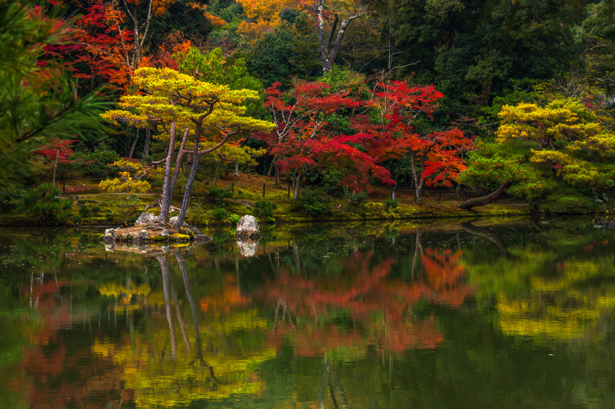 Kinkaku-ji, The Golden Temple, Autumn, Kyoto