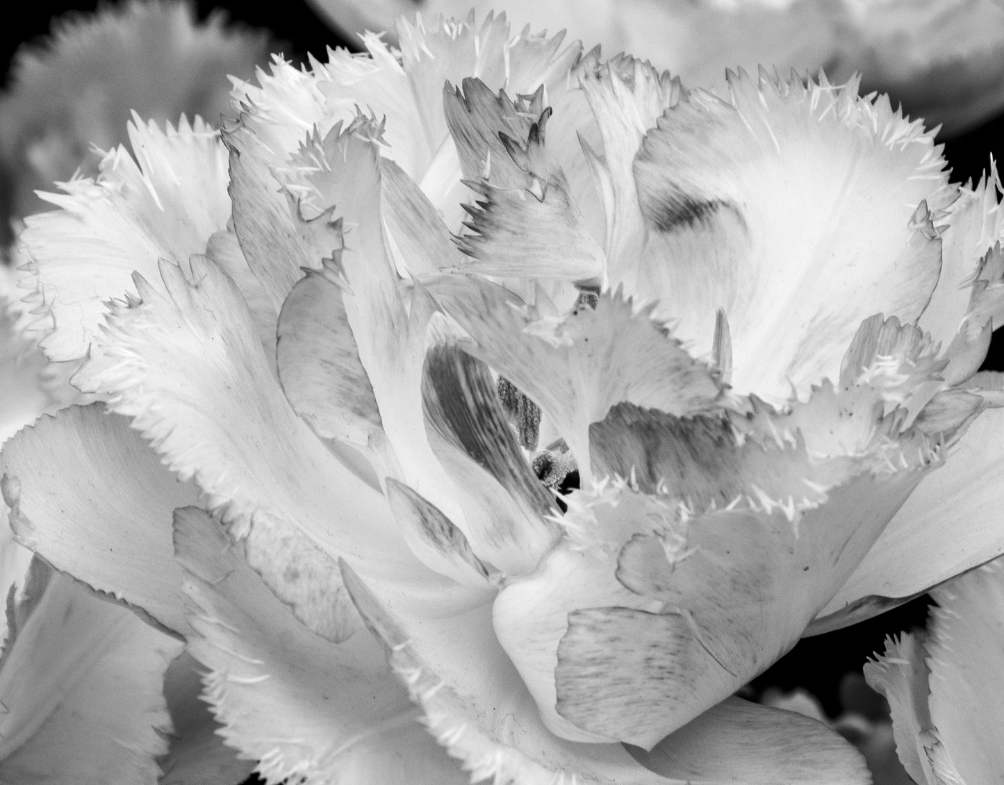 Tulip Blossom