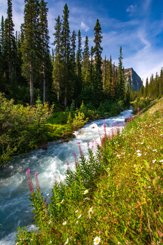 Cascade with Wildflowers, Lake Louise, Banff, Canada