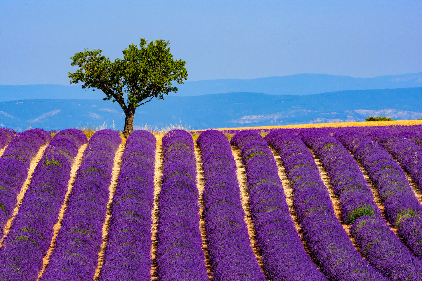 Lavender fields