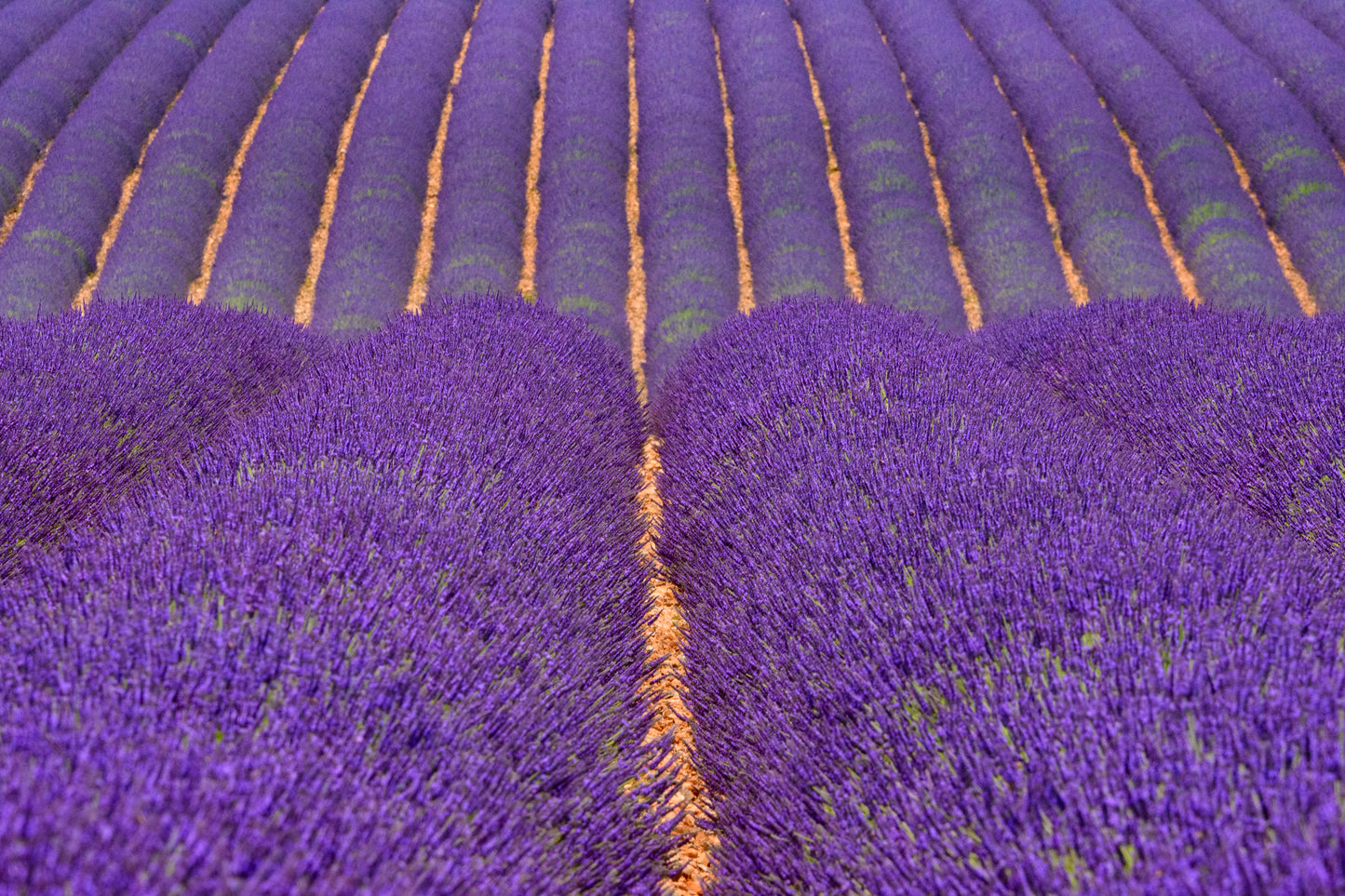 French Lavender