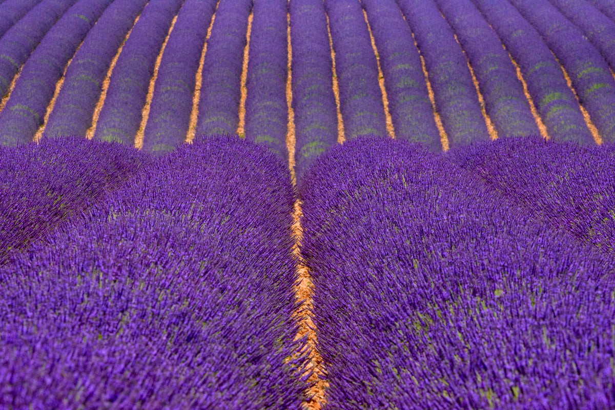Rows of Lavender, Provence, France