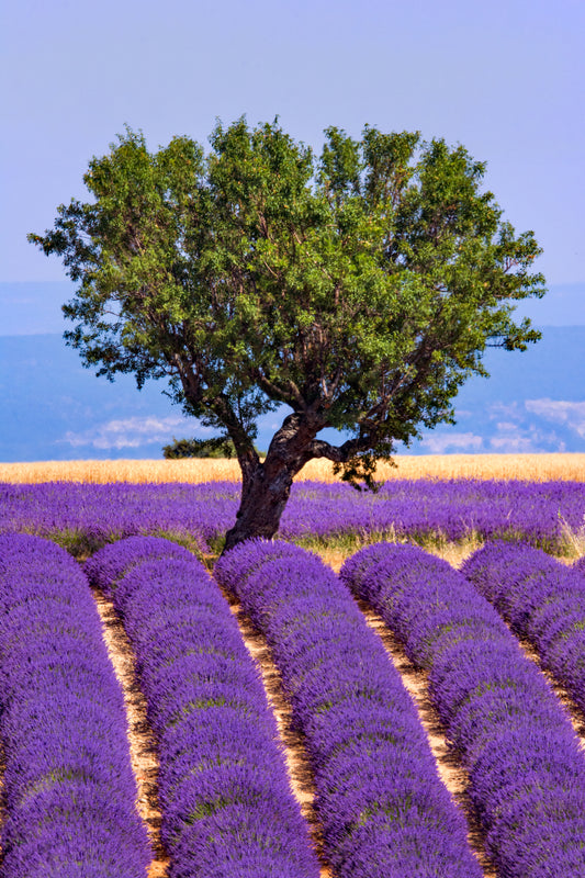 Lavender and a Tree