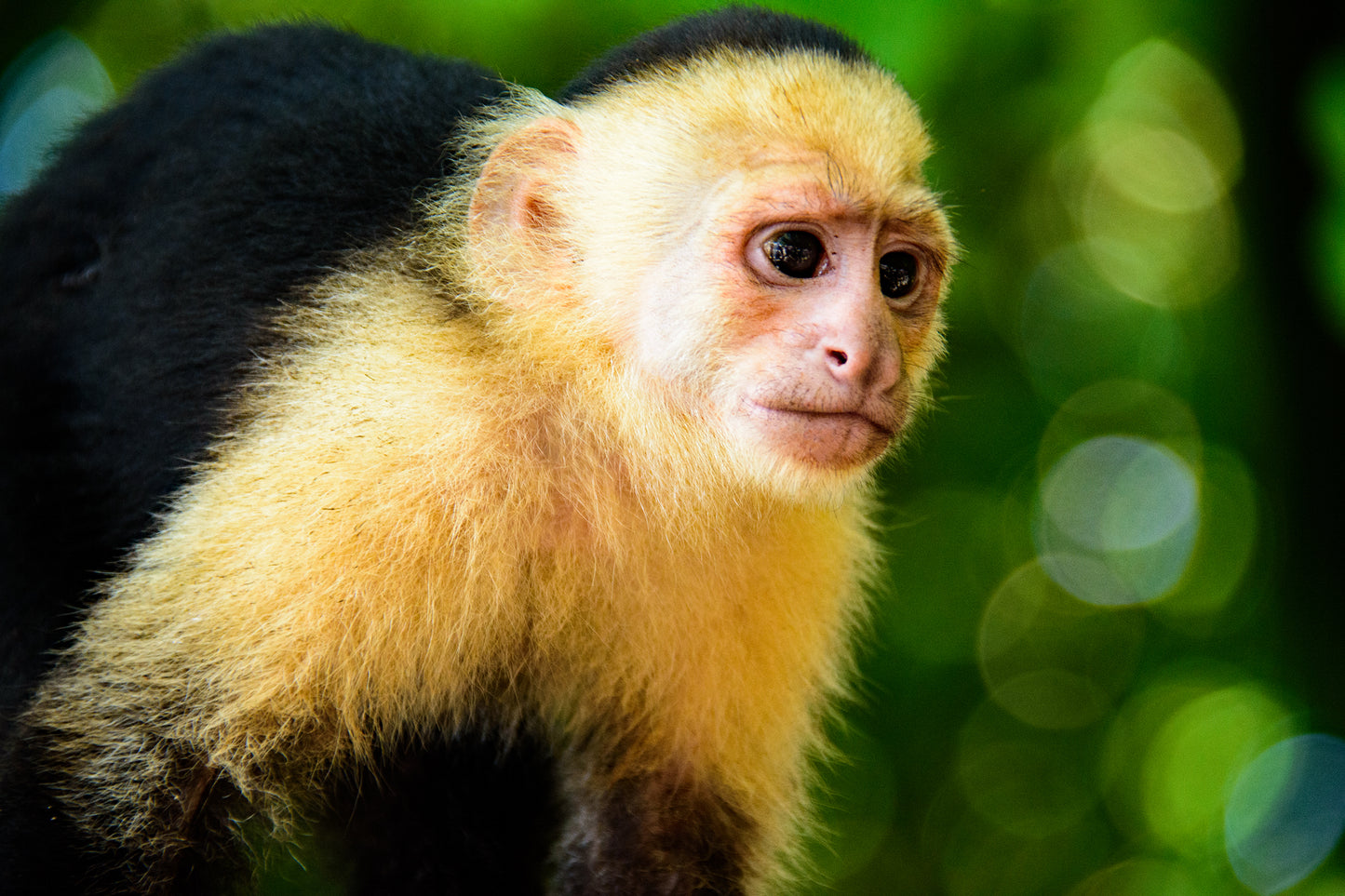 A Curious Monkey
