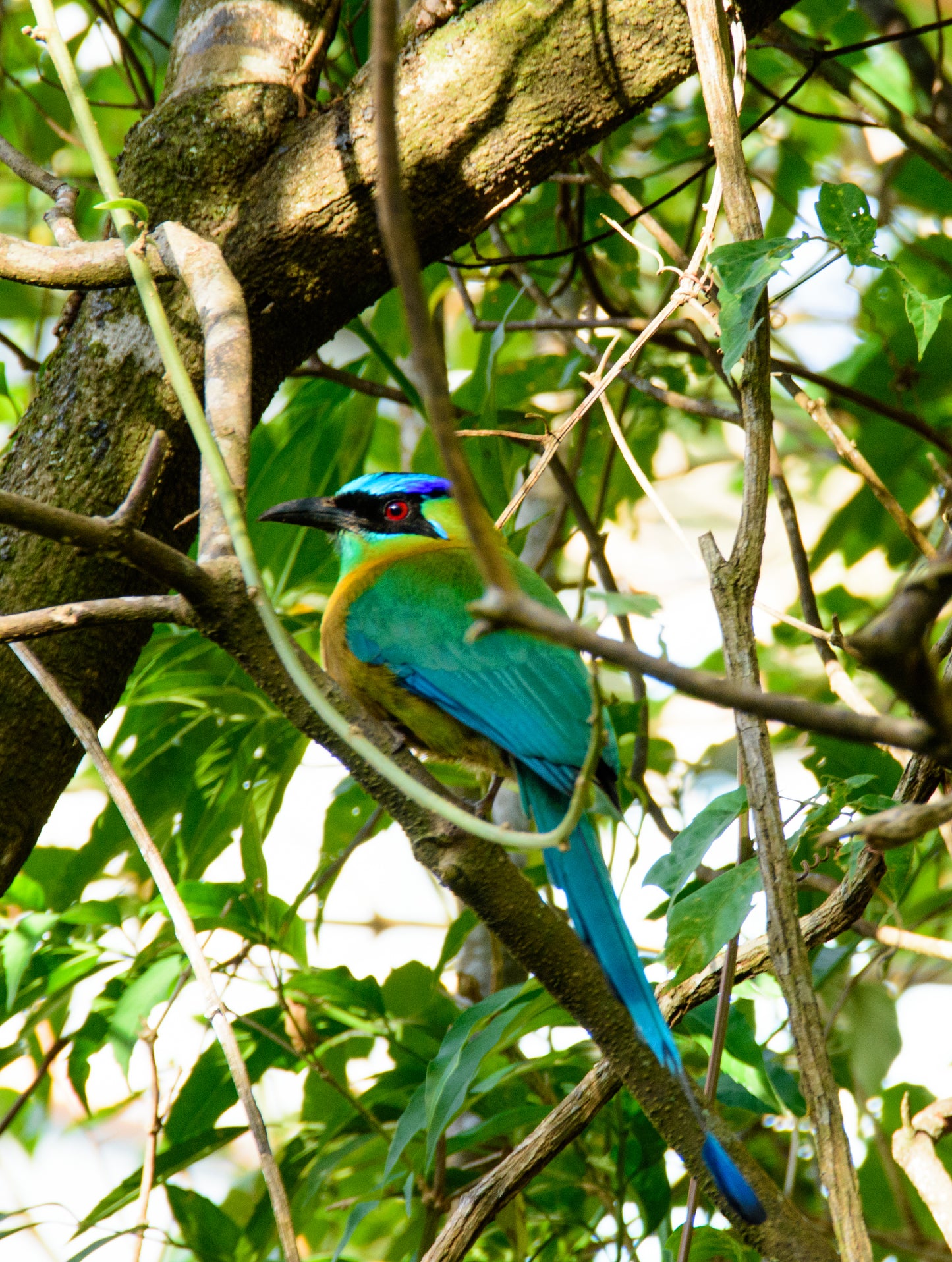 Mott Mott, Costa Rica