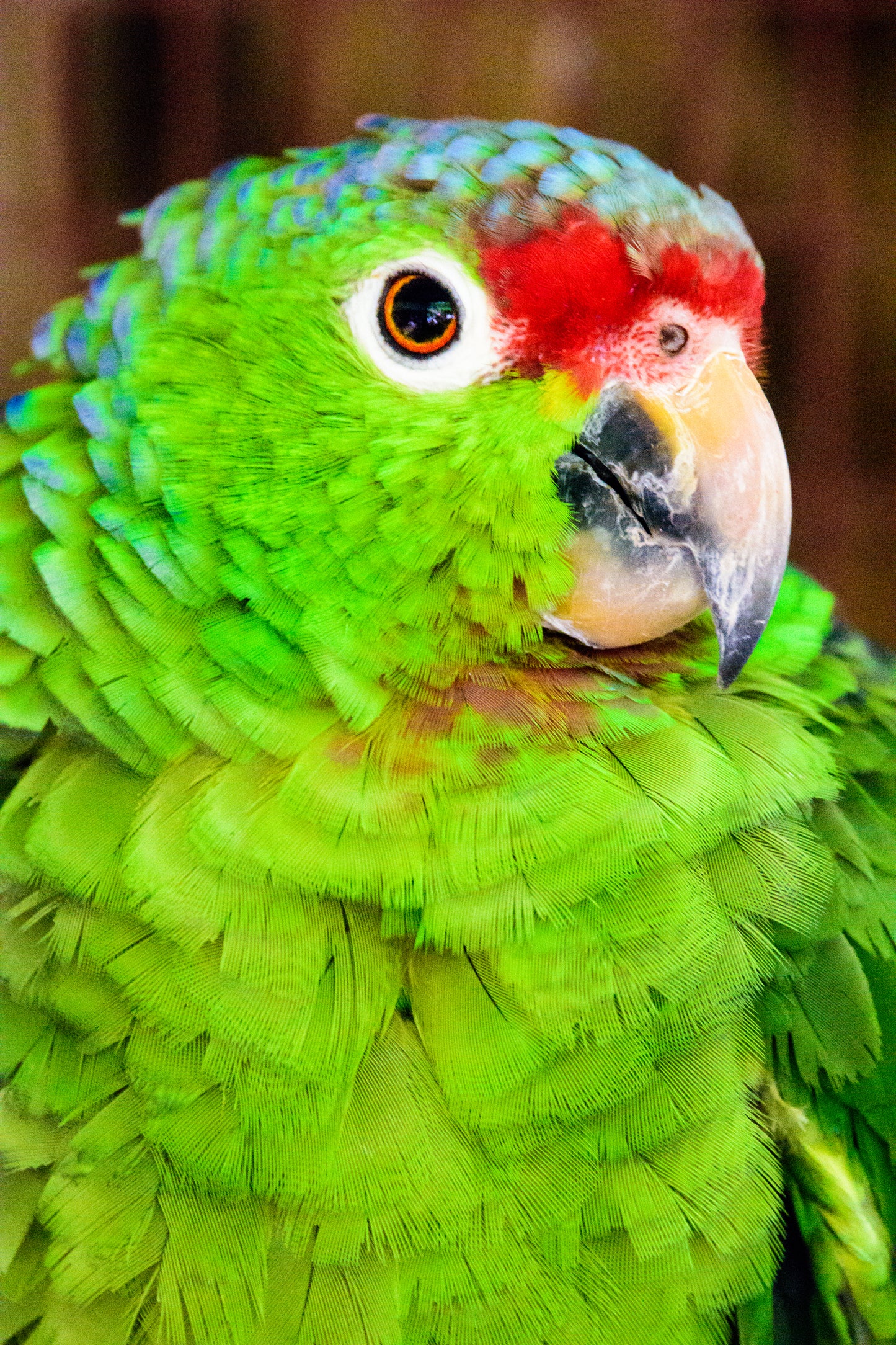 Green Parrot