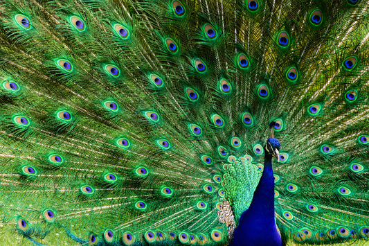 A Peacock Shows Off