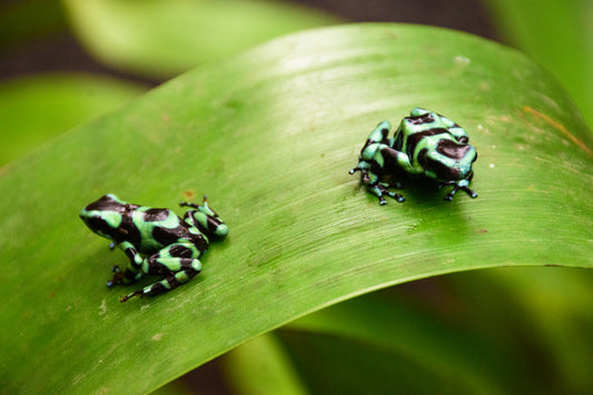 Poison Dart Frogs, Costa Rica