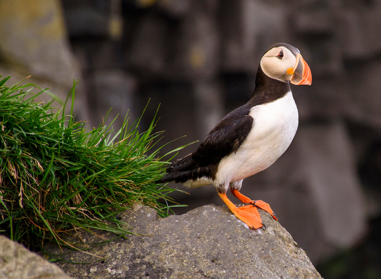 Puffin, Iceland