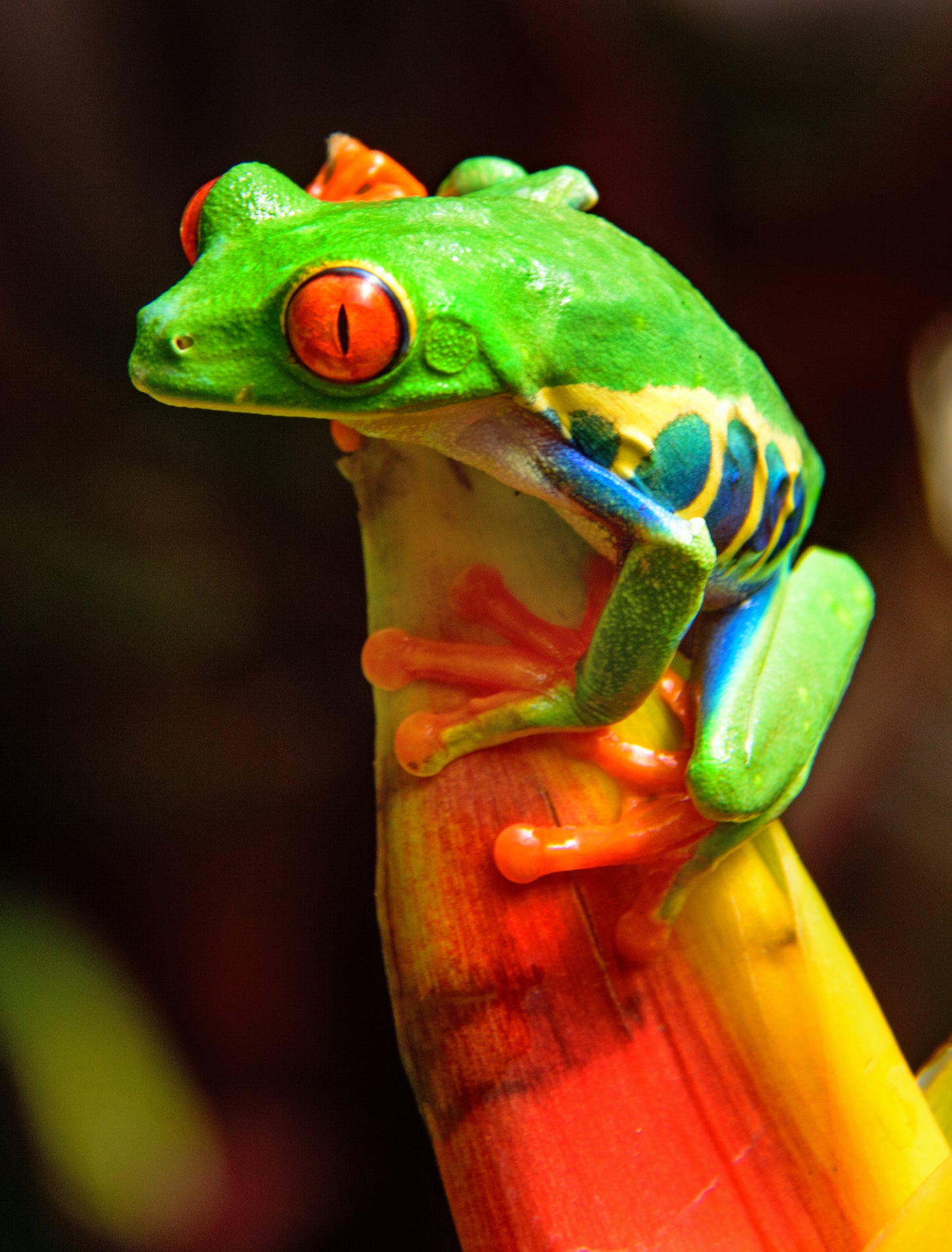 Red Eyed Tree Frog, Costa Rica