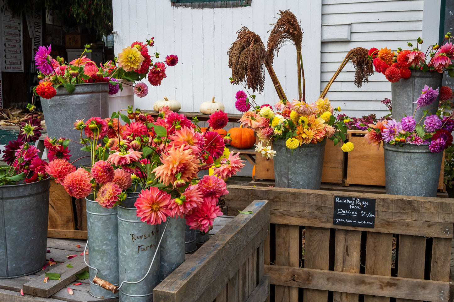 Dahlias at Riverview Farm, New Hampshire