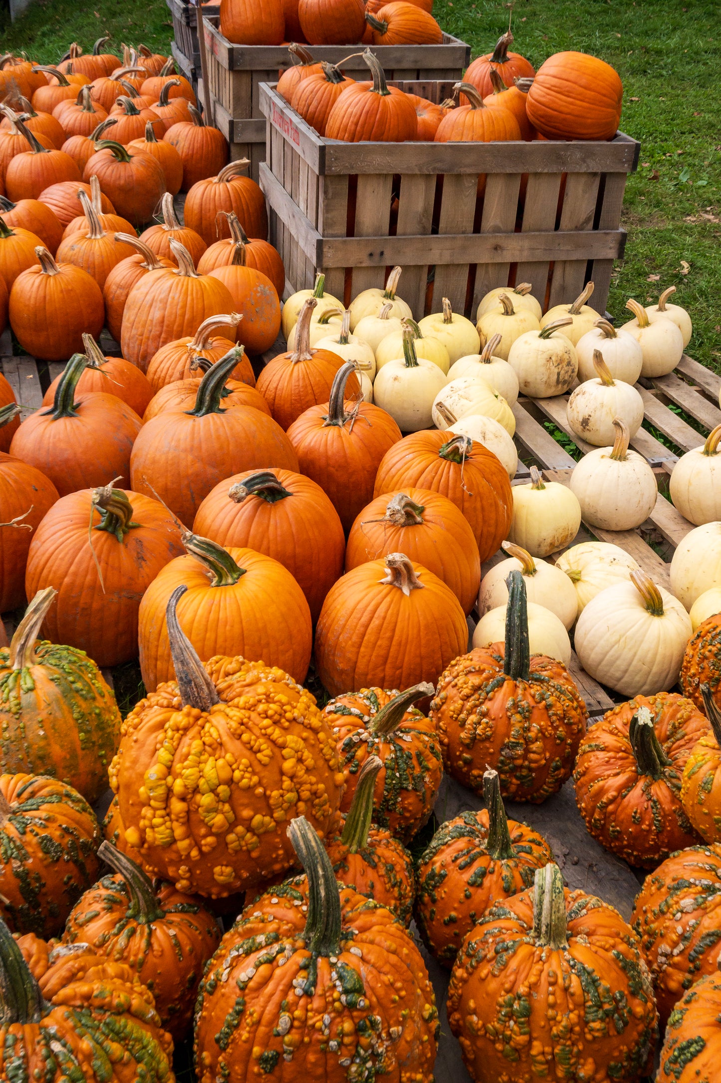 Fall Pumpkins