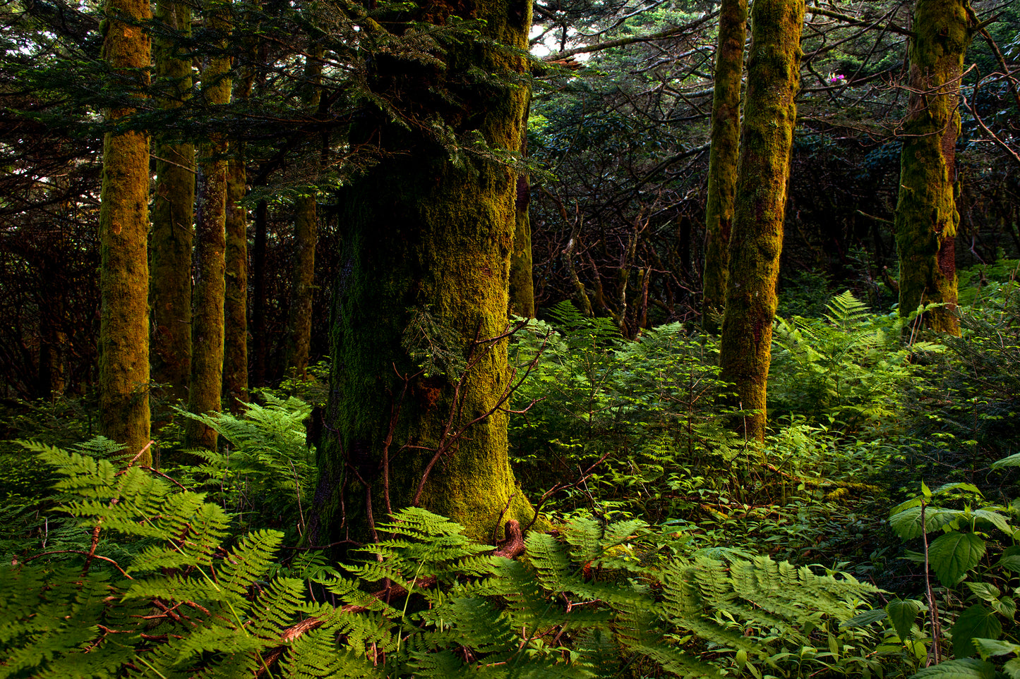 Roan Mountain Forest, Tennessee