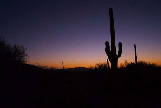 Saguaro Sunset, Tucson, Arizona