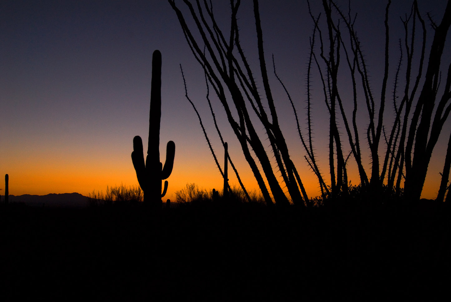 Saguaro Sunset, Tucson, Arizona