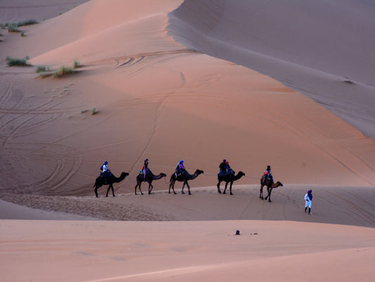 Camel Caravan, Sahara, Morocco