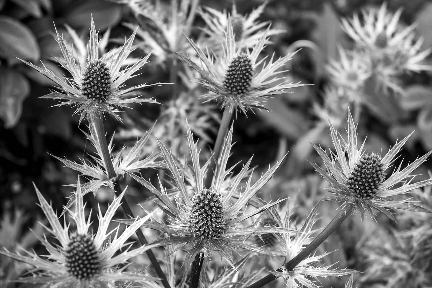 Prickly Sea Holly