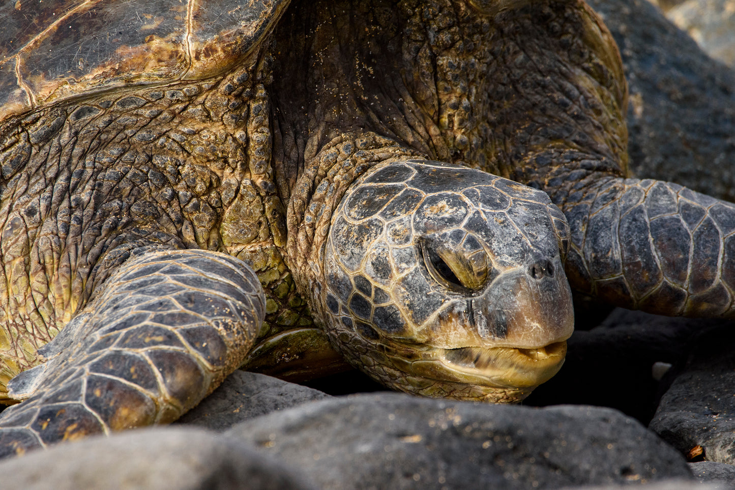 Green Sea Turtle