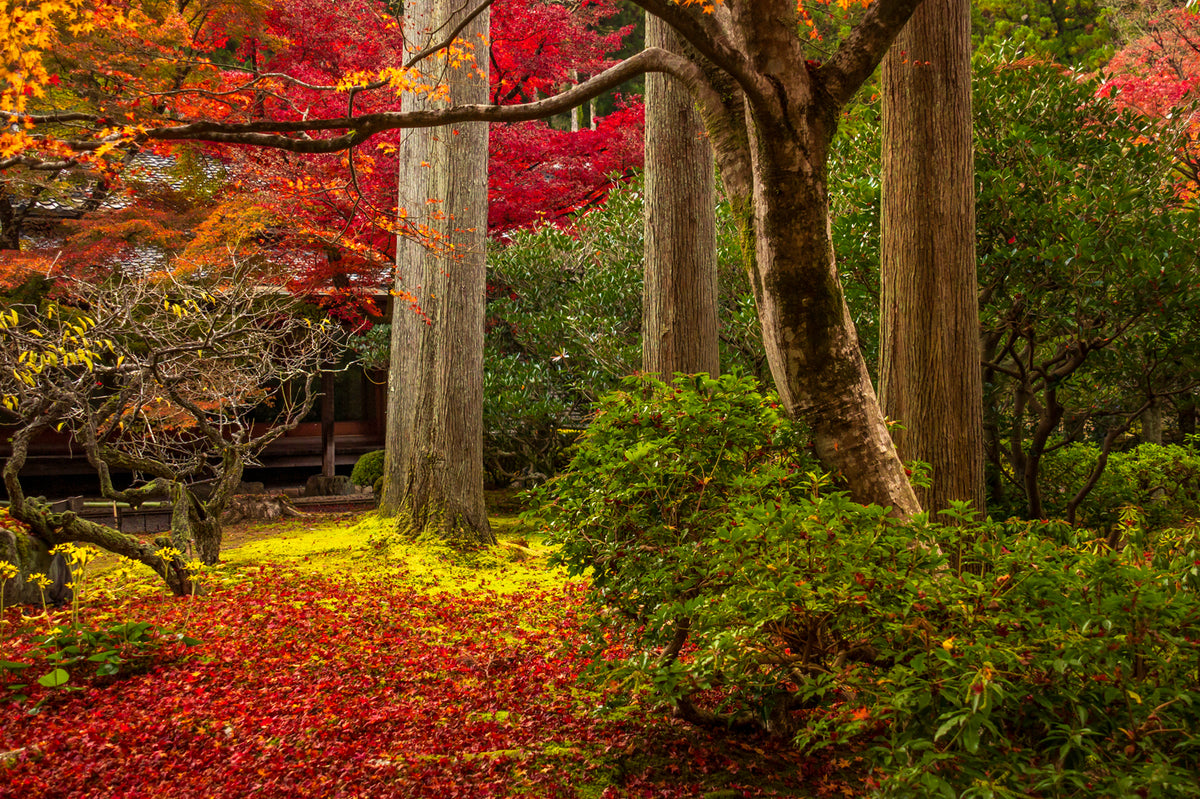 Shozan Garden, Autumn, Kyoto