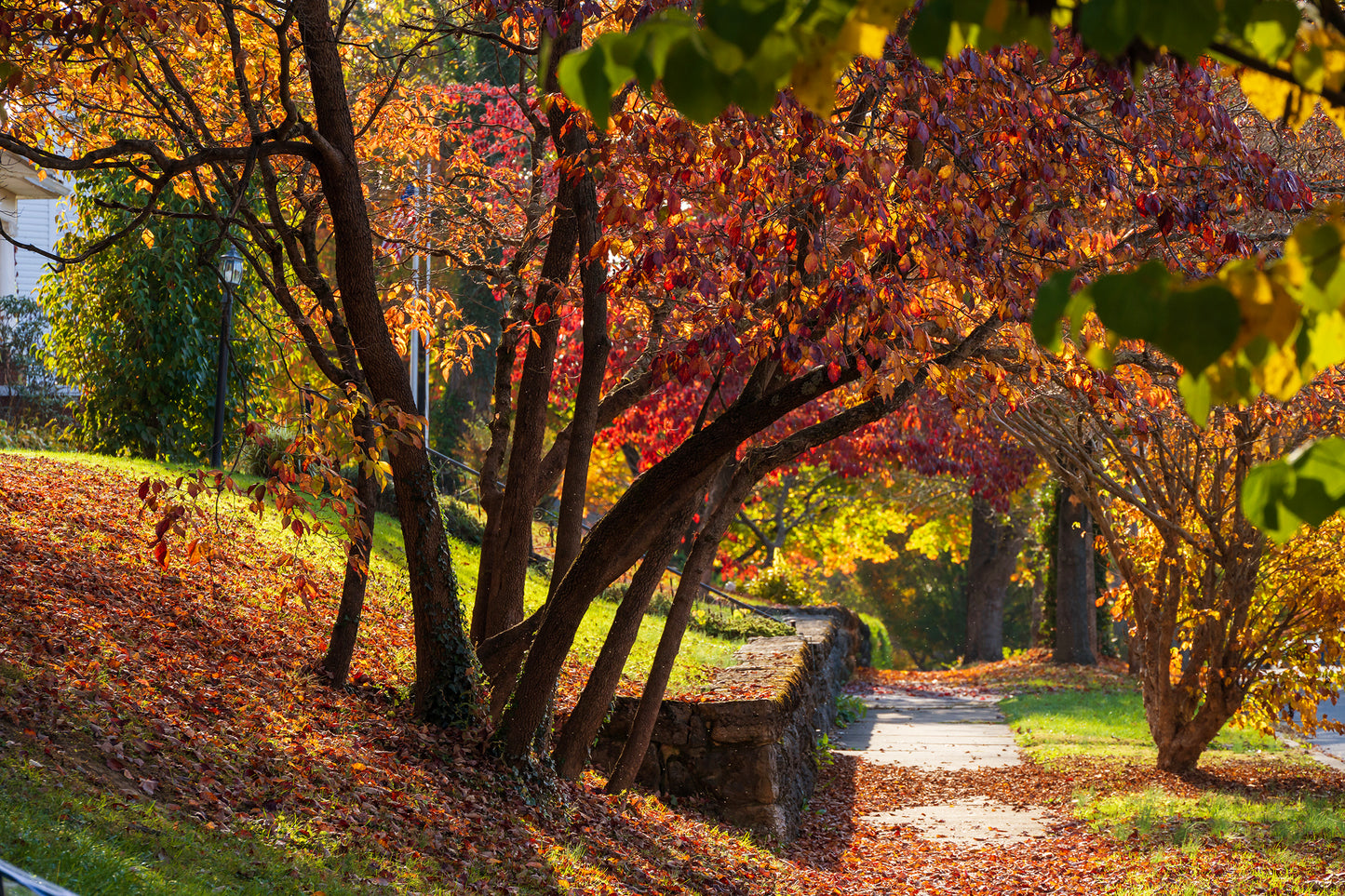 Neighborhood Sidewalk at Peak Fall Color