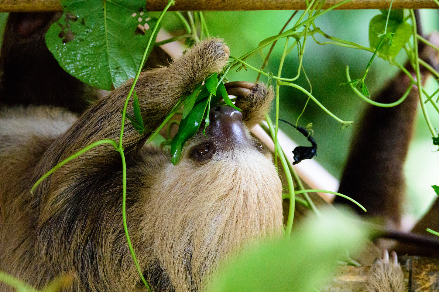 Sloth, Costa Rica