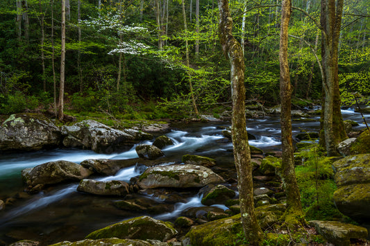 Elkmont Creek, Smoky Mountains, Tennessee