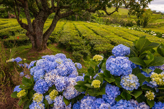 Tea Plantation, The Azores