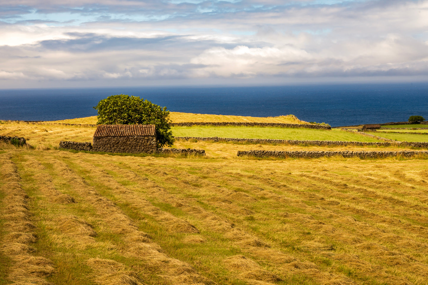 Farm Terciera, The Azores