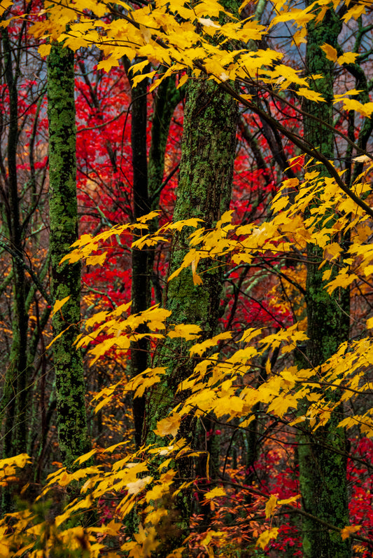 Bold Fall Colors