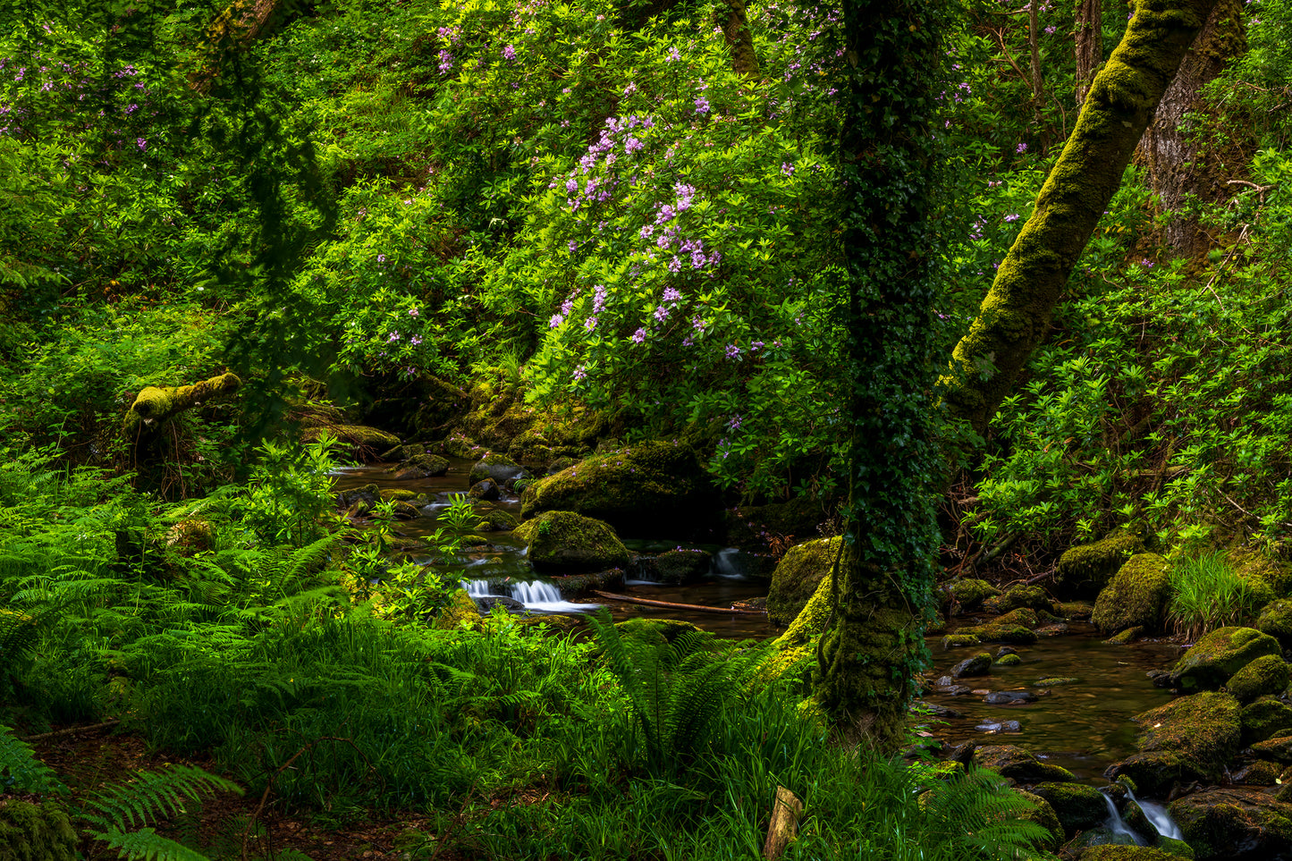 Torc Falls, Ireland
