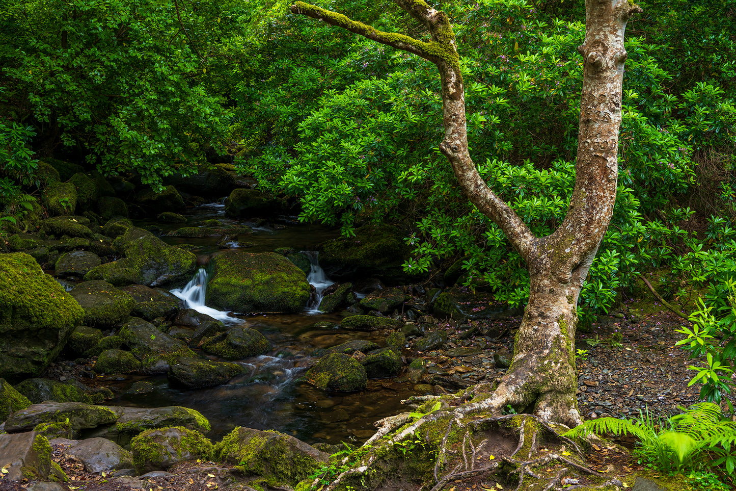Torc Falls, Ireland
