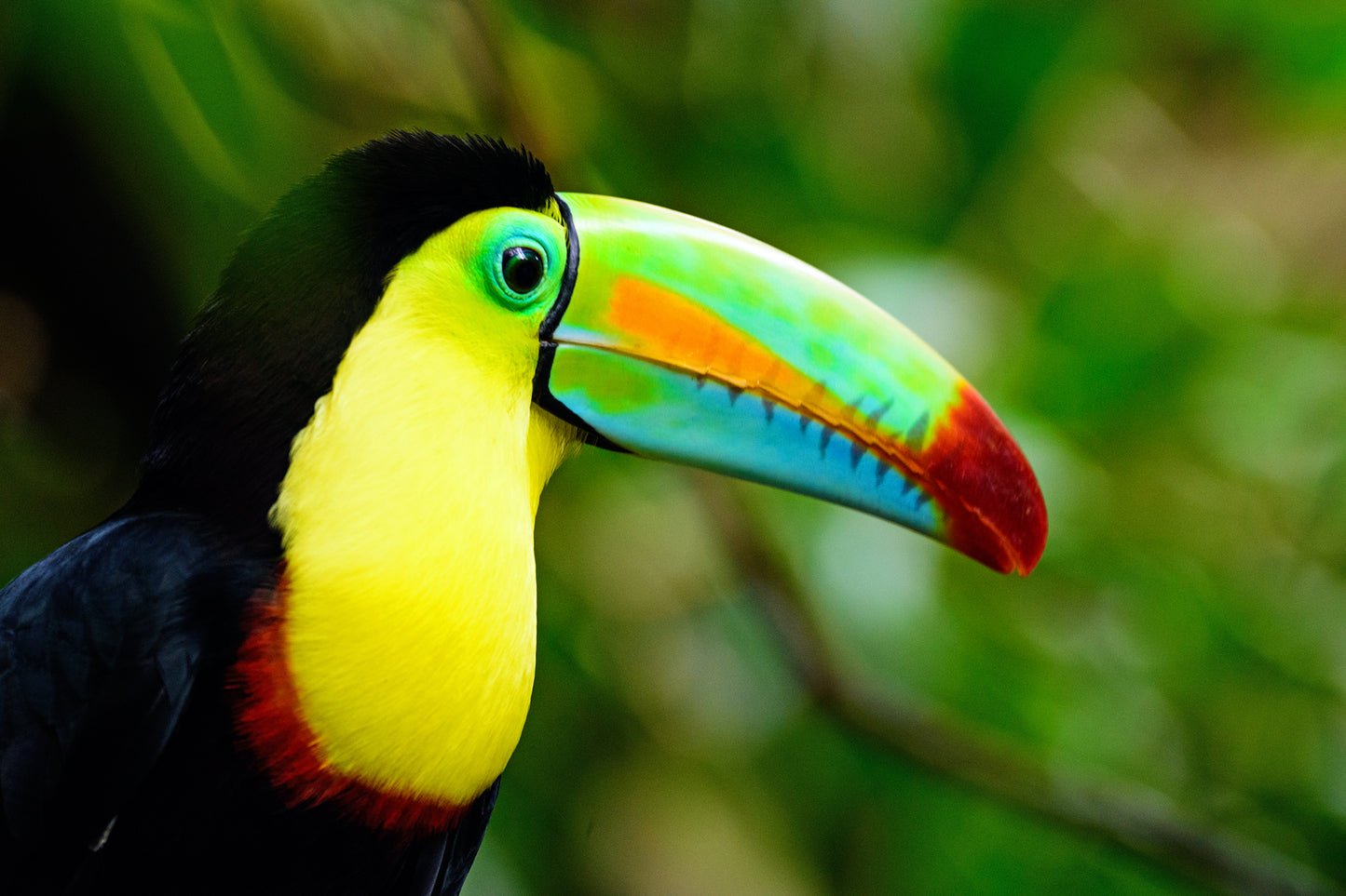 Toucan