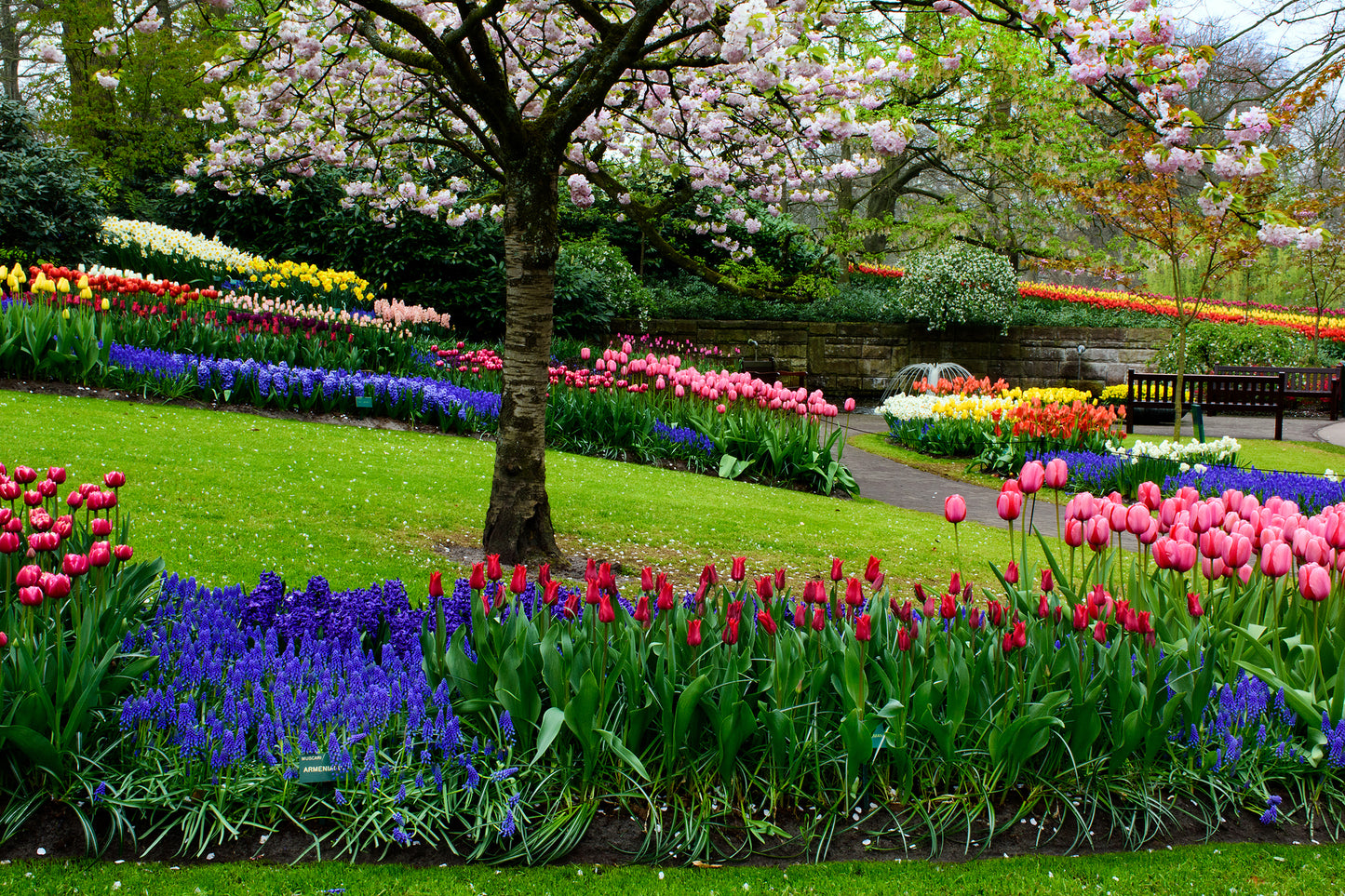 Holland Tulips