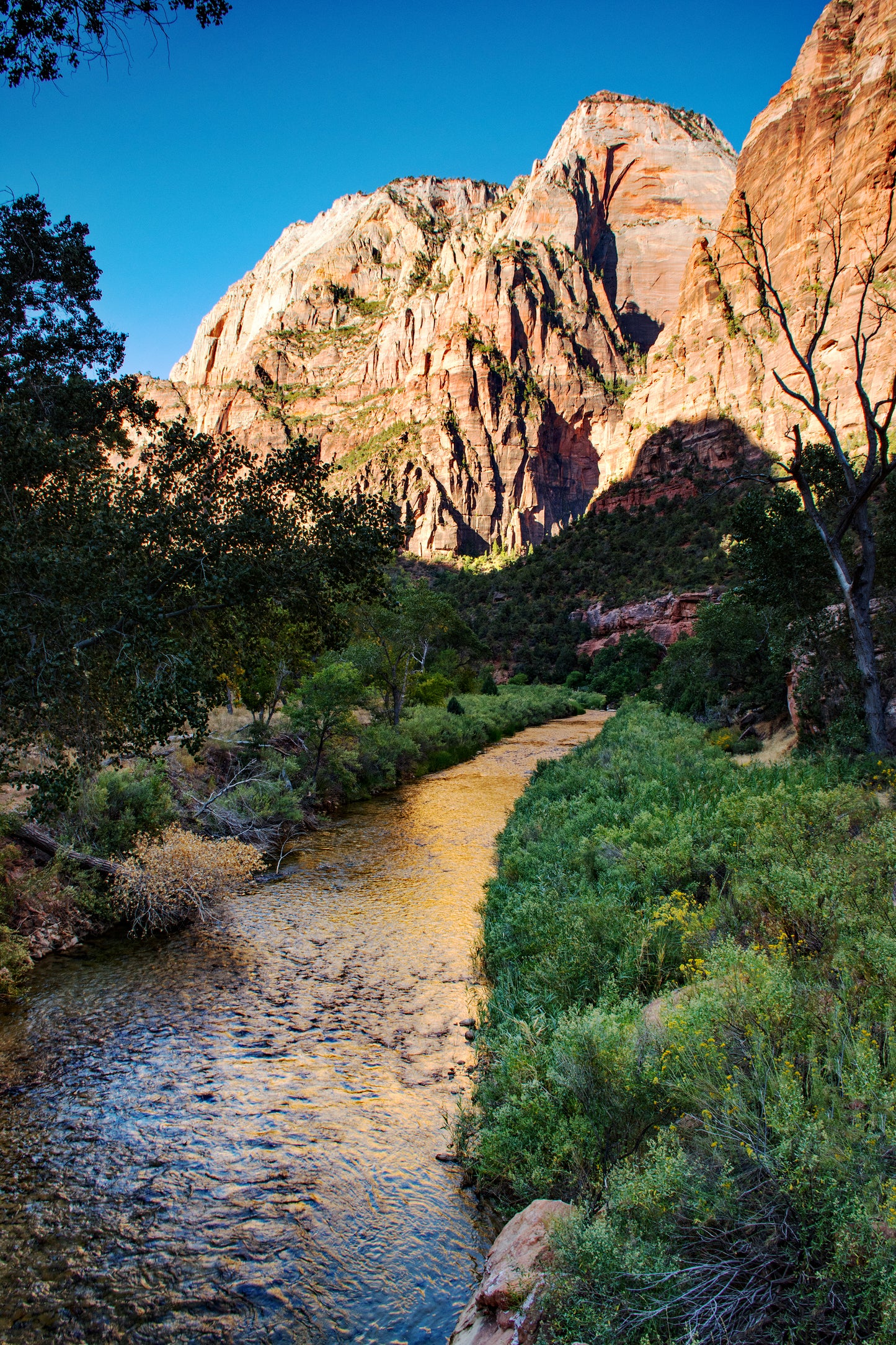 The Virgin River, Zion National Park