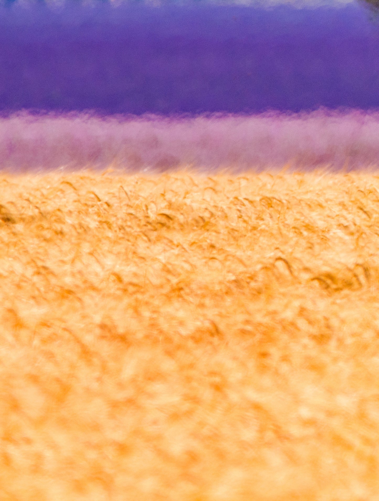 Wheat Fields and Lavender