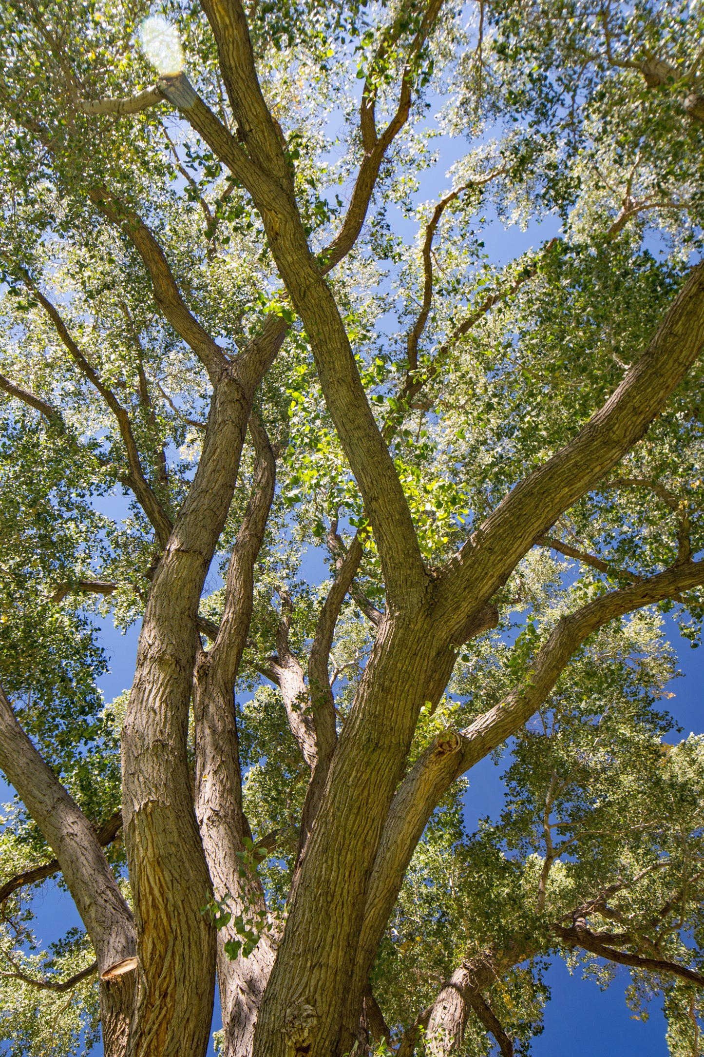 Oak Tree, Zion Lodge, Zion National Park