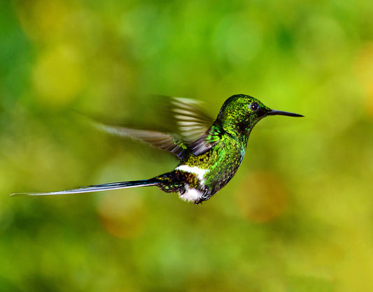 Green Hummingbird