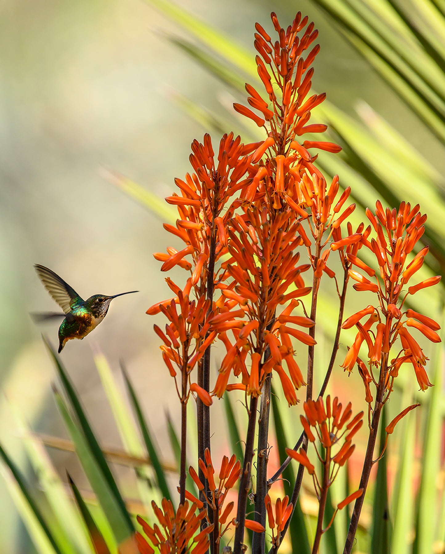 Hummingbird