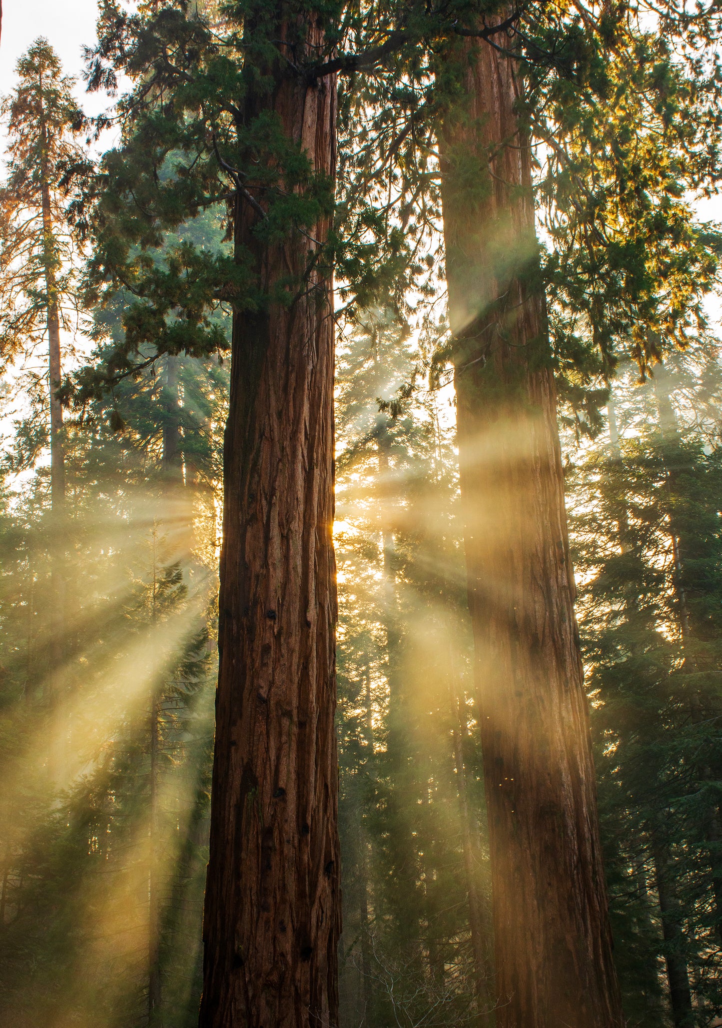 Sequoia National Park