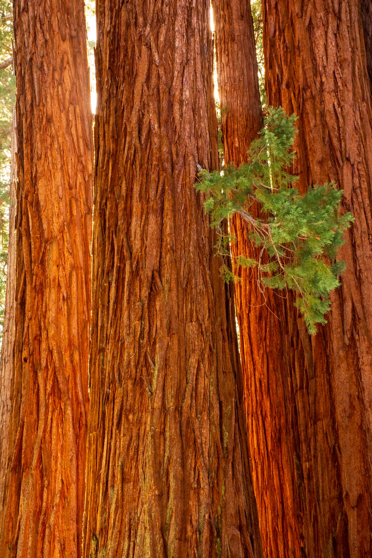 Sequoia National Park