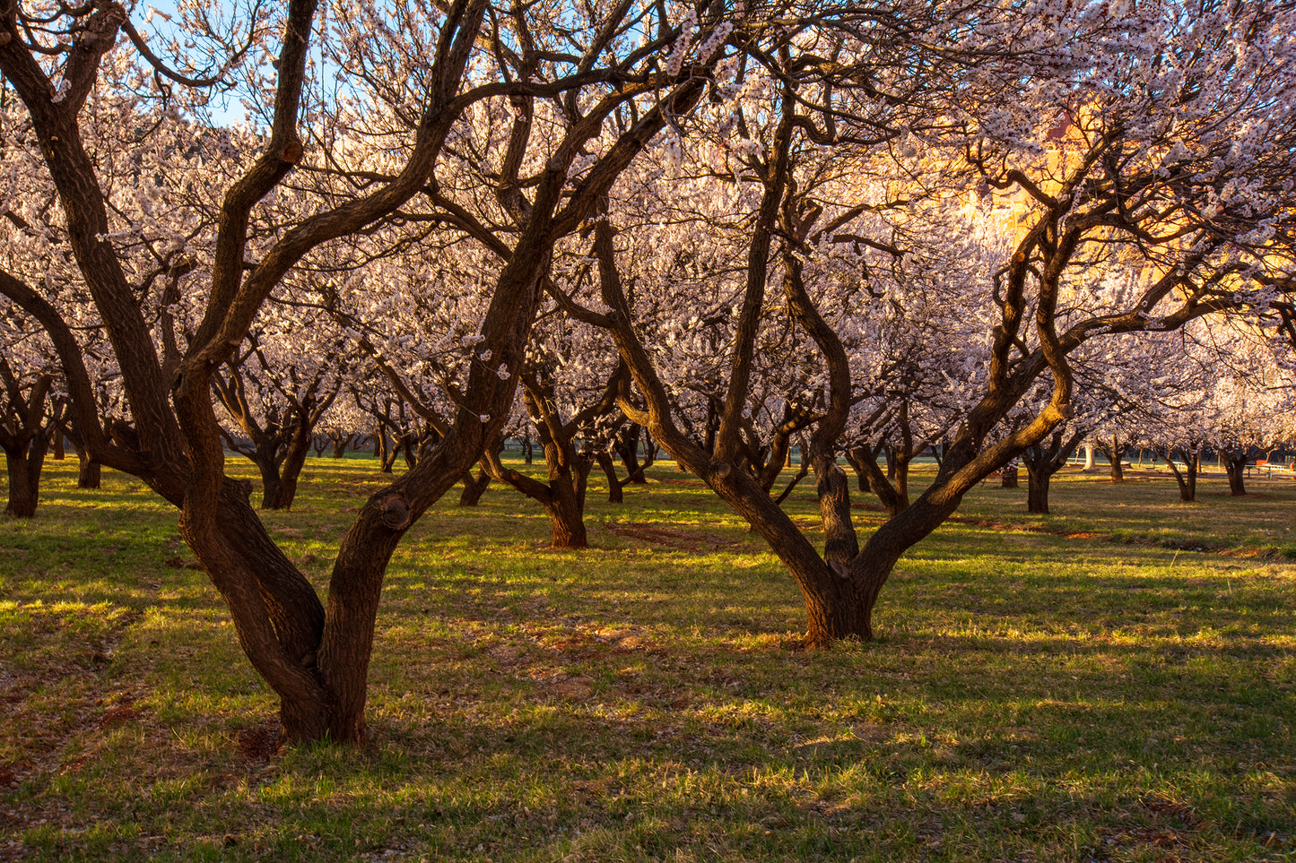 Peach Grove, Capitol Reef National Park, Utah