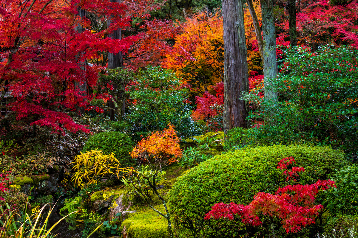 Nanzen-in Temple Autumn, Kyoto
