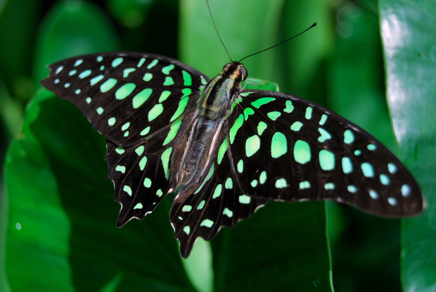 Malachite Butterfly