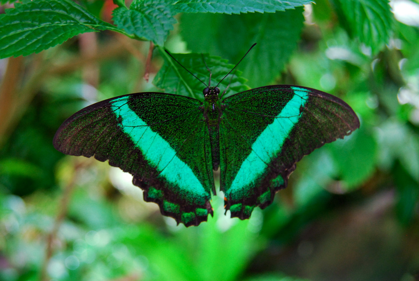 Malachite Butterfly