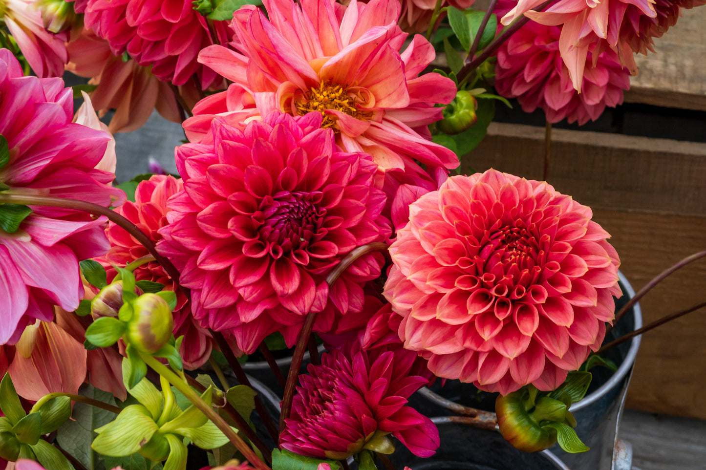 Dahlias