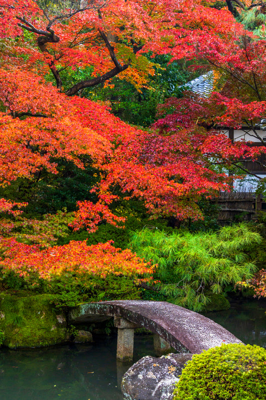Eikan-do Temple Autumn, Kyoto