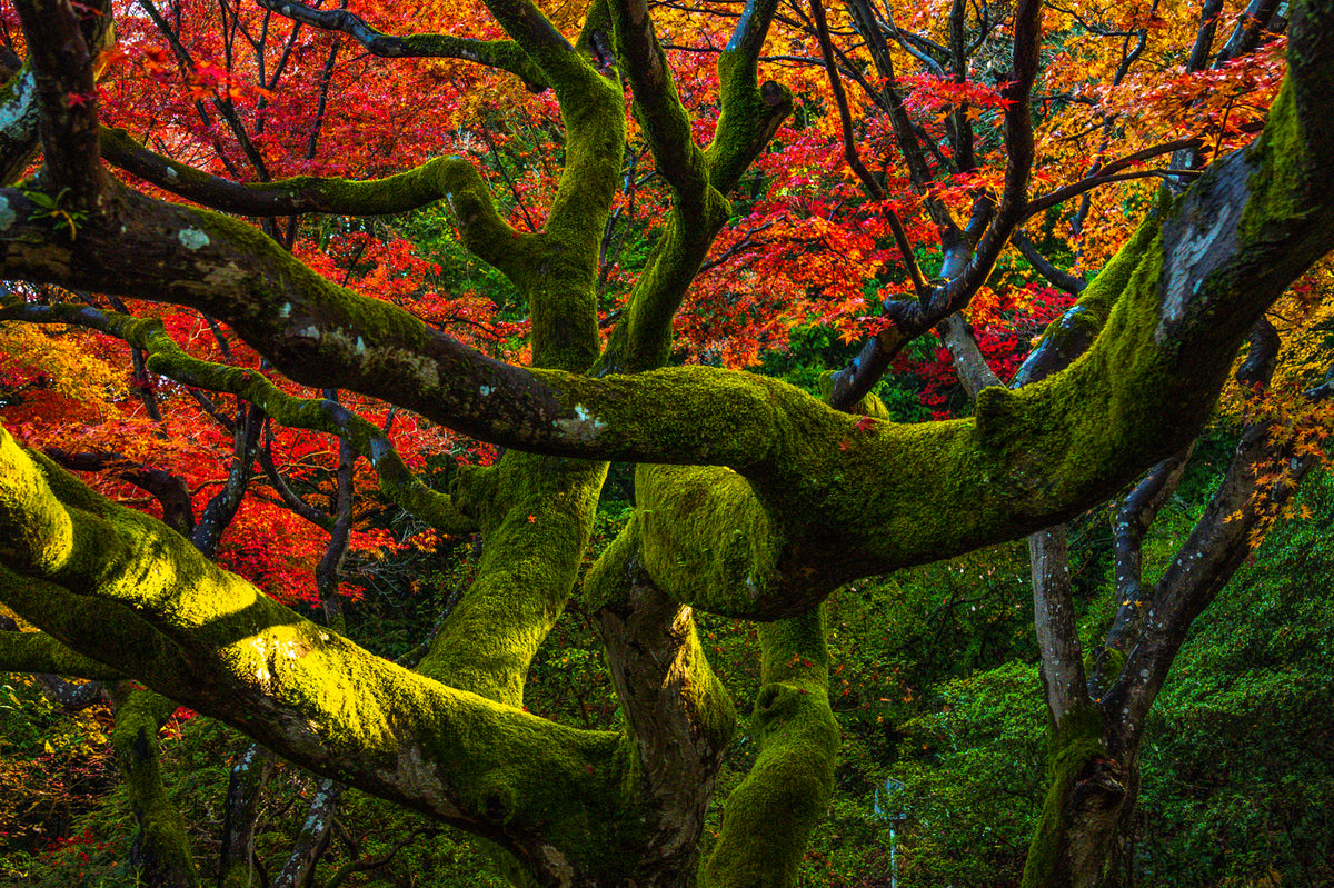 Eikan-do Temple Autumn, Kyoto