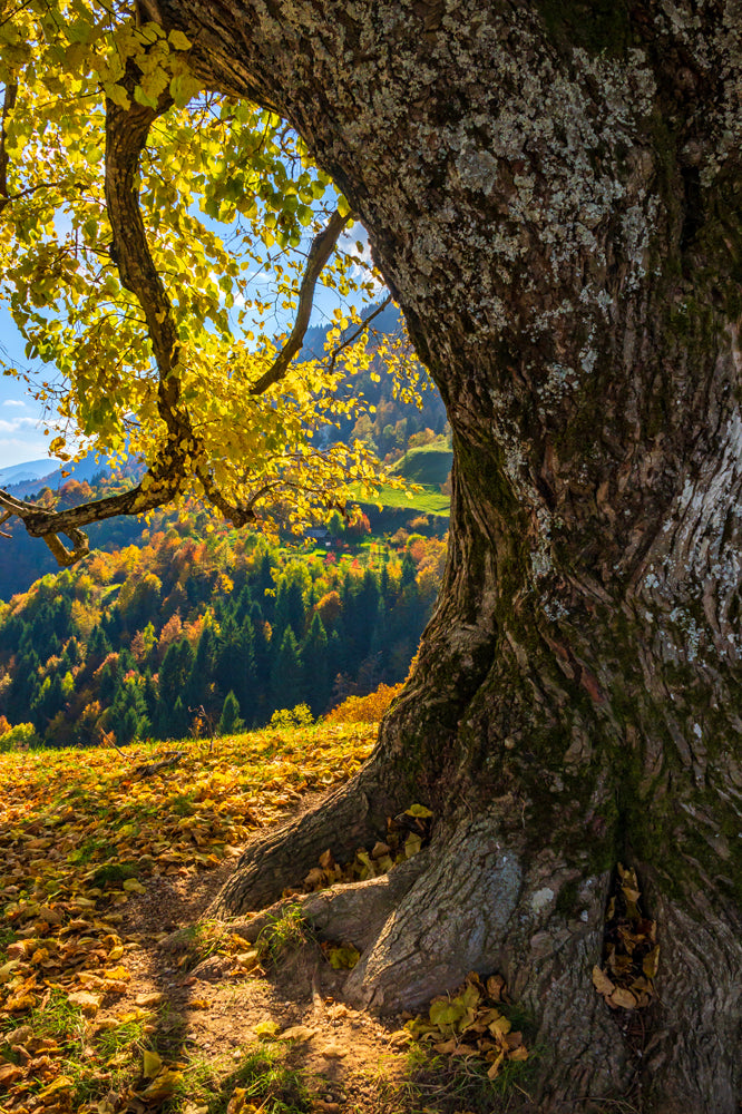 Fall Tree, Slovenia