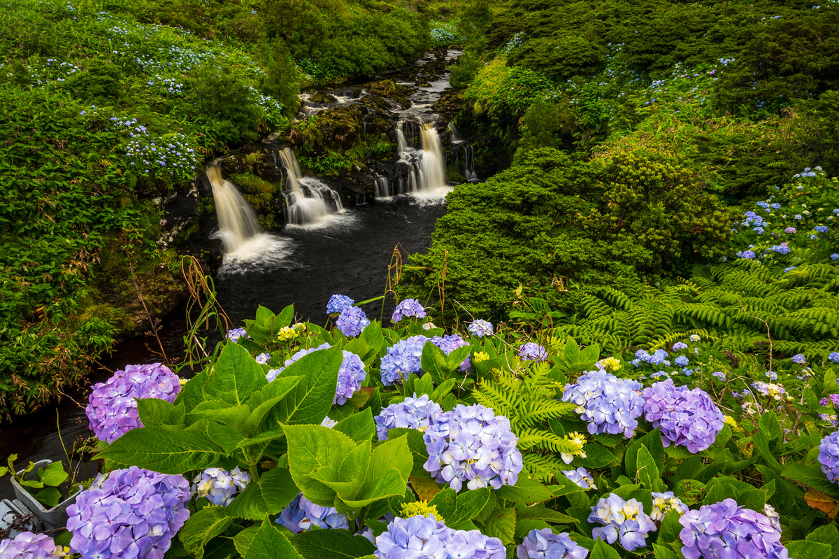 Cascades with Hydrangeas, Flores, Azores